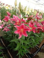 [4363 Night Fever DJ No01.JPG]